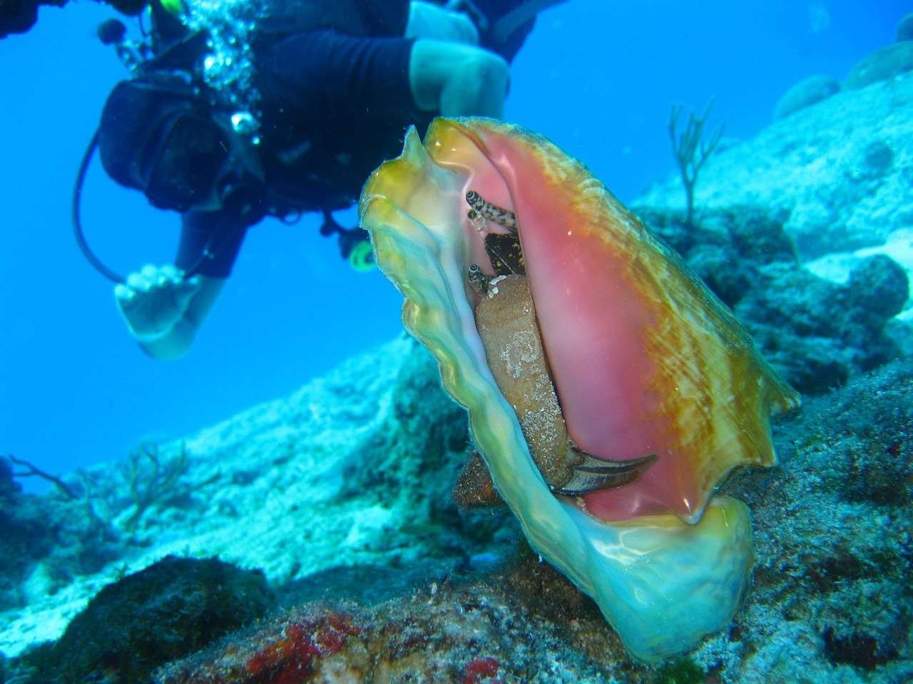 diving, ocean, coral, sea, water, tropical, dive, underwater, marine, nature, reef, scuba, conch, shell, seashell, crustacean, scuba, conch, conch, conch, conch, conch-1707765.jpg