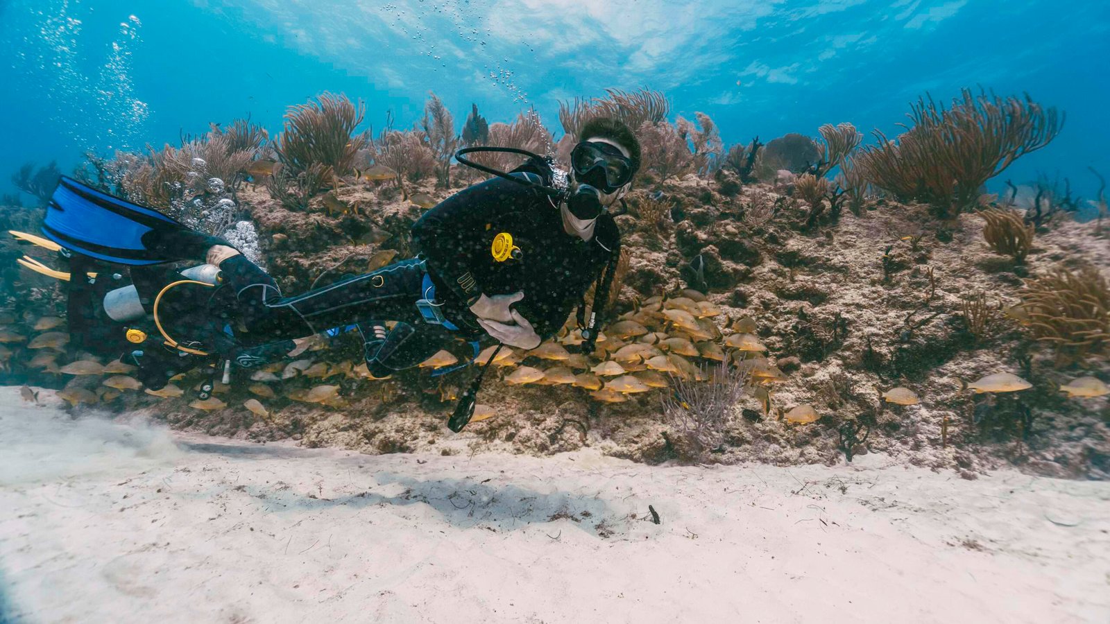 scuba diver swimming among school of fish