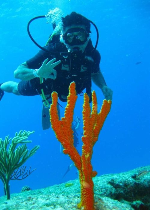 diver-1702684_1280 diver-1702684_1280