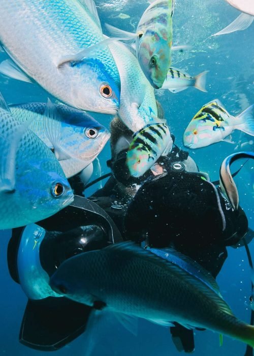 kid snorkeling in australia with a trigger fish kid snorkeling in australia with a trigger fish